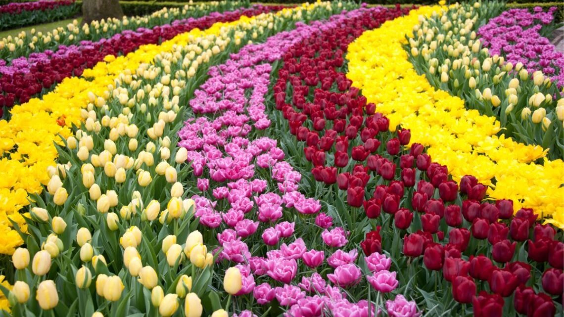O espetáculo das cores o que encontrar dentro do maior jardim de tulipas do mundo