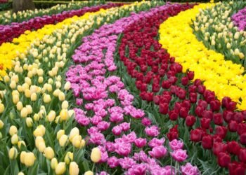O espetáculo das cores o que encontrar dentro do maior jardim de tulipas do mundo