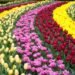 O espetáculo das cores o que encontrar dentro do maior jardim de tulipas do mundo