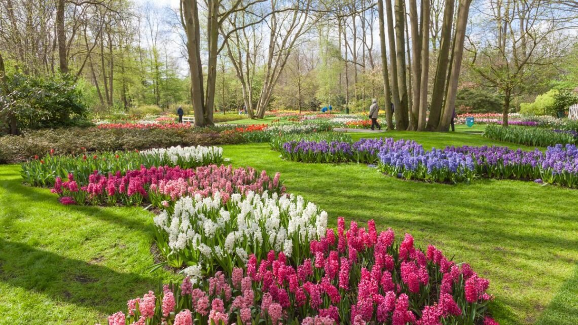 O segredo da foto perfeita como capturar a alma da primavera holandesa