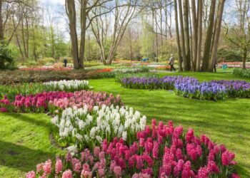 O segredo da foto perfeita como capturar a alma da primavera holandesa