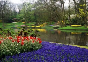 Planejamento sem erro tudo sobre o acesso ao maior jardim da primavera