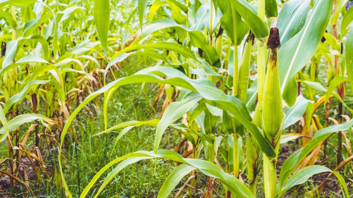 BNDES para o Agronegócio Financiando Armazéns, Irrigação e Inovação no Campo