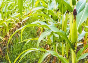 BNDES para o Agronegócio Financiando Armazéns, Irrigação e Inovação no Campo