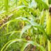 BNDES para o Agronegócio Financiando Armazéns, Irrigação e Inovação no Campo