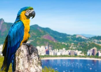 Réveillon 2027 no Rio de Janeiro Por Que a Antecipação é o Seu Melhor Roteiro